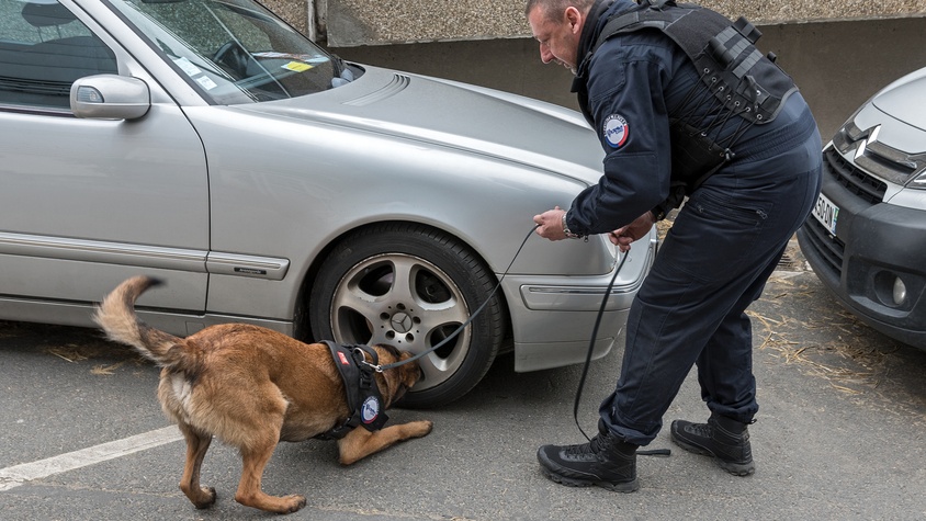 Maître de chien